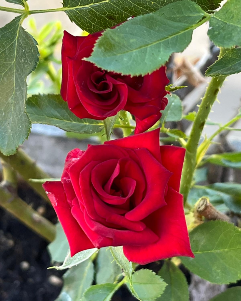 Mujeres Luna Naturaleza. El daimon del placer clitórico • 1 1 19